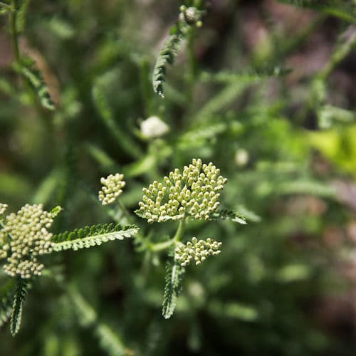 Achillée millefeuille, plante du Master en Néfertologie