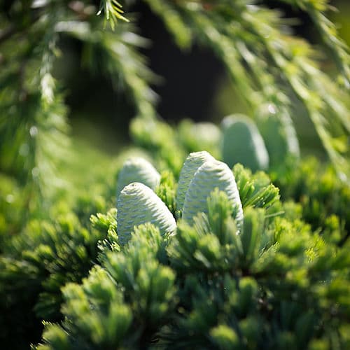 Cèdre, arbre sacré utilisé dans les ateliers Tarot et Plantes