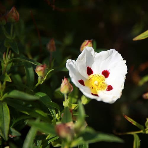 Ciste, plante médicinale étudiée en formation de Néfertologie